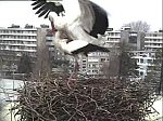 http://images6.fotosik.pl/443/fac7748972424bacm.jpg