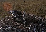 http://images6.fotosik.pl/515/86097b56ebfad707m.jpg