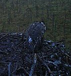 http://images6.fotosik.pl/516/e48f4b90490be331m.jpg