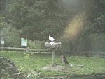 http://images6.fotosik.pl/531/284cf2471497e46bm.jpg