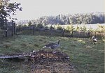 http://images6.fotosik.pl/531/a1dcee476f76cb0em.jpg