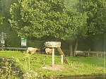 http://images6.fotosik.pl/531/beb8cdb27c241d11m.jpg