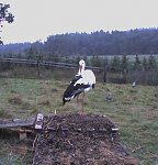 http://images6.fotosik.pl/532/2539e59dcedb872bm.jpg