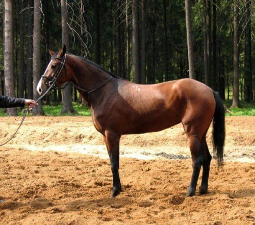 Koniki #KonikiKońHorse