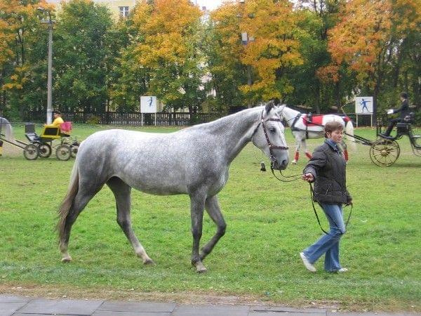 Koniki #KonikiKońHorse