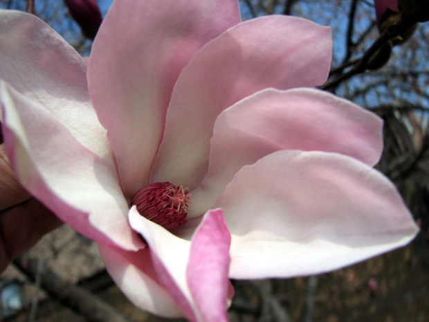 Magnolie