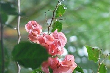 #wyspa #ocean #Kaui #Hawaje #góry #kwiaty #wodospad #chmury #piasek