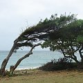 #wyspa #ocean #Hawaje #Kaui #drzewa #palma #piasek #woda #wodospad #góry #niebo #zielen #pajak