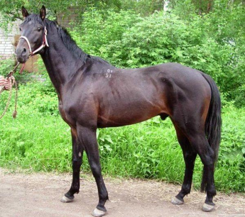 Koniki #KonikiKońHorse