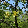 Magnolia zolta
