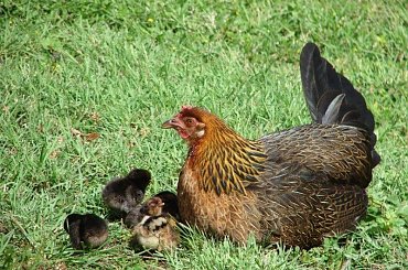 #Kaui #wyspa #ocean #lot #natura #przyroda #chmury #gory #wzniesienia #słońce