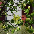 Magnolia zolta