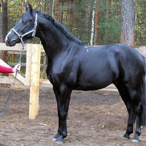 Koniki #KonikiKońHorse