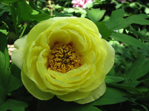 Paeonia suffruticosa
piwonia krzewiasta