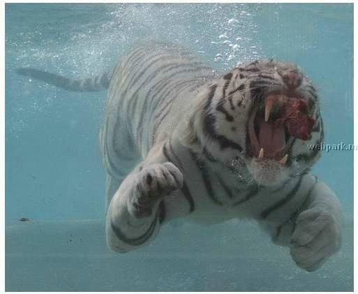 Podwodny kotecek #tygrys