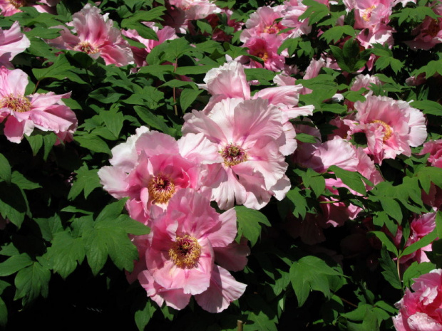 Paeonia suffruticosa
piwonia krzewiasta