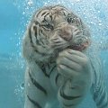 Podwodny kotecek #tygrys