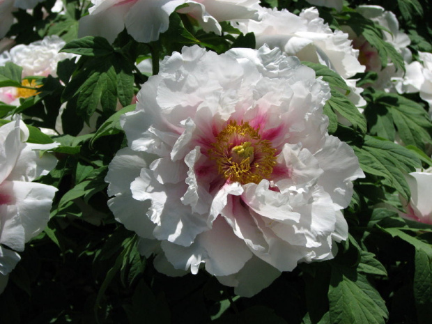 Paeonia suffruticosa
piwonia krzewiasta