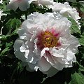 Paeonia suffruticosa
piwonia krzewiasta