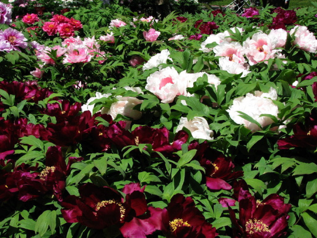 Paeonia suffruticosa
piwonia krzewiasta