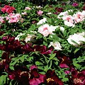 Paeonia suffruticosa
piwonia krzewiasta