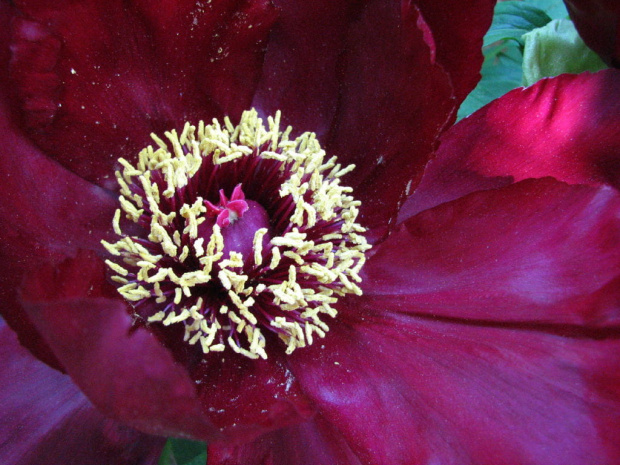 Paeonia suffruticosa
piwonia krzewiasta