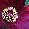 Paeonia suffruticosa
piwonia krzewiasta