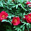 Paeonia suffruticosa
piwonia krzewiasta