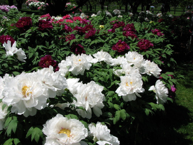 Paeonia suffruticosa
piwonia krzewiasta