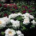 Paeonia suffruticosa
piwonia krzewiasta