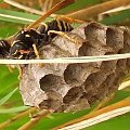 Pani na włościach ... Klecanka pospolita (Polistes gallicus) #owad #osa #gniazdo