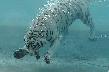 Podwodny kotecek #tygrys