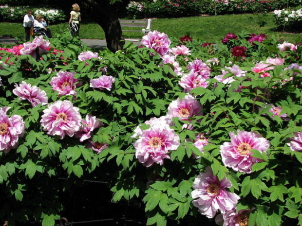 Paeonia suffruticosa
piwonia krzewiasta