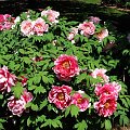 Paeonia suffruticosa
piwonia krzewiasta