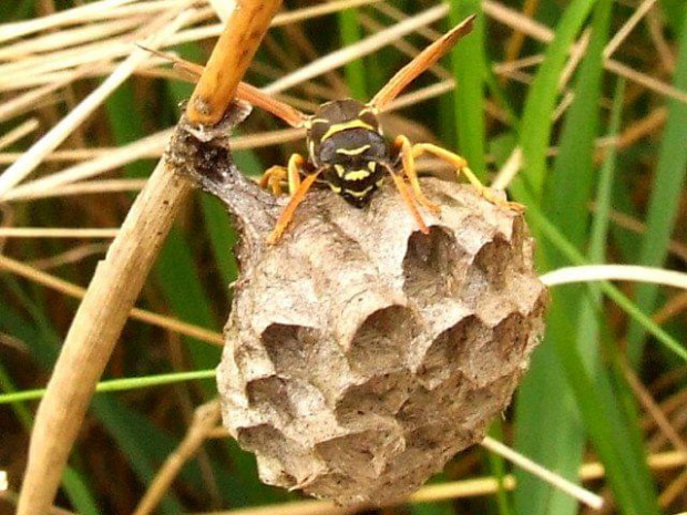Pani na włościach ... Klecanka pospolita (Polistes gallicus) #owad #osa #gniazdo