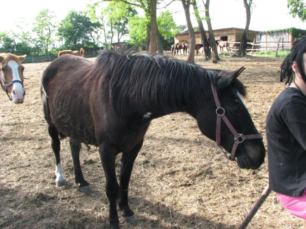 Oskar #Fundacja #Tara #Nieszkowice #Scarlet