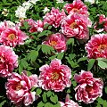 Paeonia suffruticosa
piwonia krzewiasta