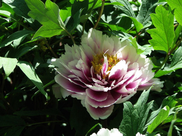 Paeonia suffruticosa
piwonia krzewiasta