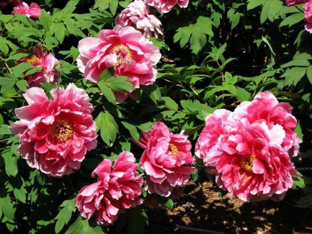 Paeonia suffruticosa
piwonia krzewiasta