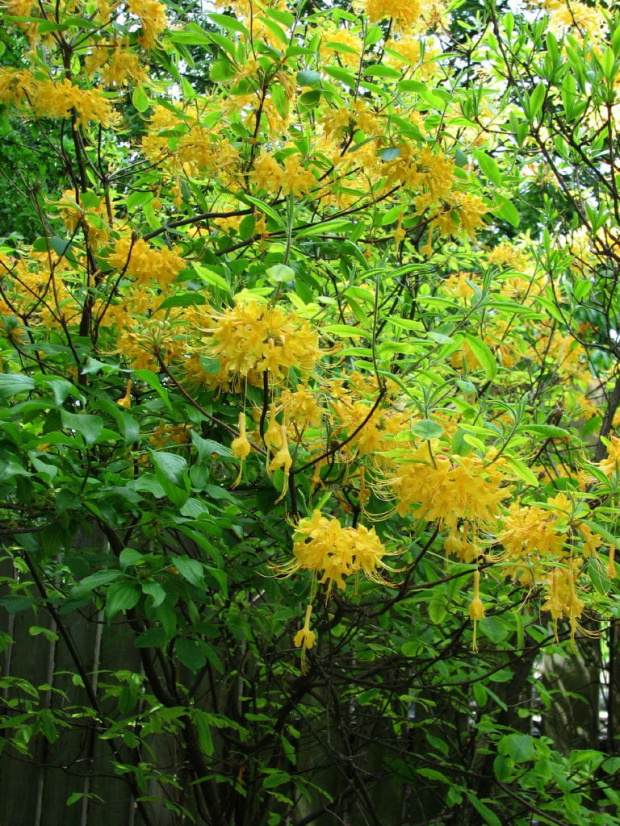Kolorowe majowe krzewy (glicynie,azalie i inne)