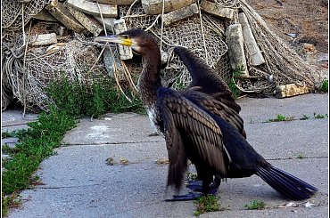http://www.fotosik.pl/profile/wiadomosci.php
Wiadomości #ptaki #ptak #kormoran #kormorany #woda