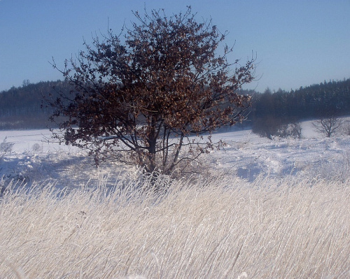 zimowo #drzewo #pejzaż #trawa #zima #mróz