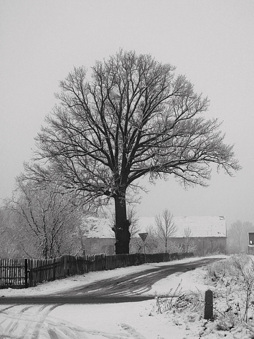 zimowo #śnieg #drzewo #pejzaż