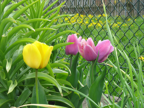 Kwiaty na działce - Tulipany (dwugłowe dziwadełko) #Kwiaty #działka #wiosną