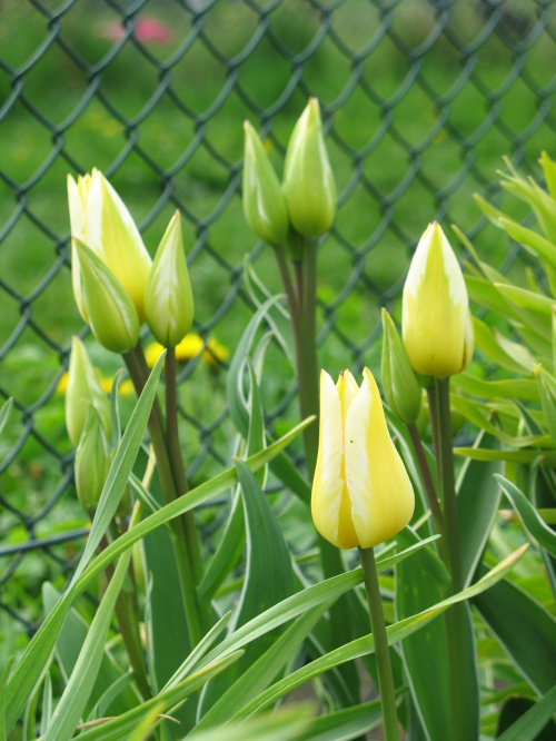 Kwiaty na działce - Tulipany wielokwiatowe #Kwiaty #działka #wiosną