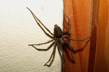 Pienkny pajonk :D #Pająk #pajęczak