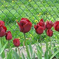 Kwiaty na działce - Tulipany (szukaj bliźniaki) #Kwiaty #działka #wiosną