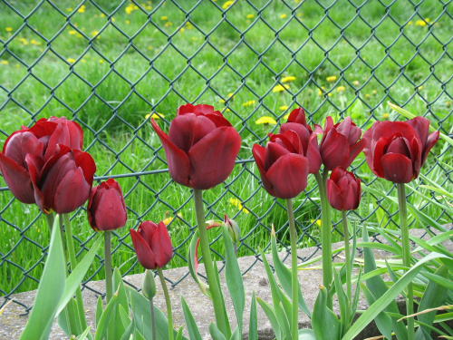 Kwiaty na działce - Tulipany (szukaj bliźniaki) #Kwiaty #działka #wiosną