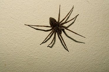 Pienkny pajonk :D #Pająk #pajęczak