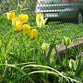Kwiaty na działce - Tulipany #Kwiaty #działka #wiosną